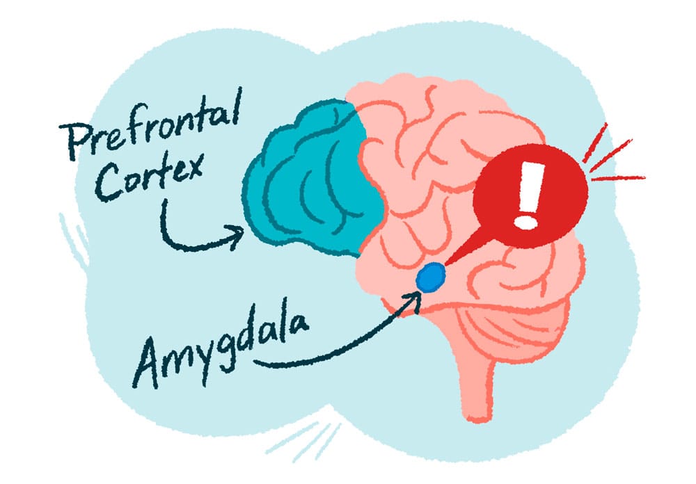 Brain Illustration with Amygdala as Trauma Response 